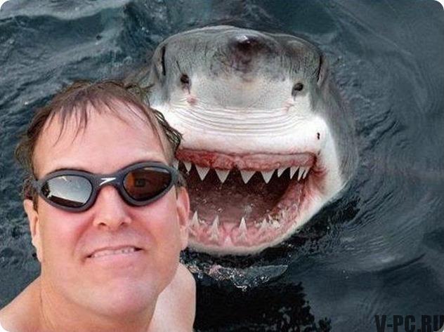 morski pes selfie