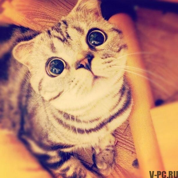 Shishi-Maru-slavna-mačka-na-Instagram-005