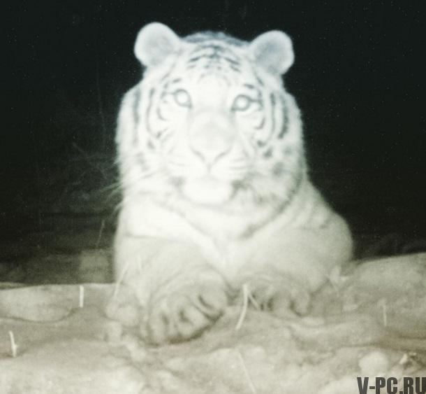 tiger vzel selfie